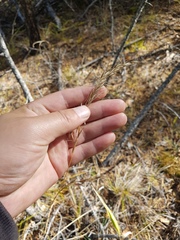 Achnatherum confusum