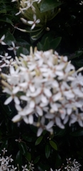 Ixora chinensis