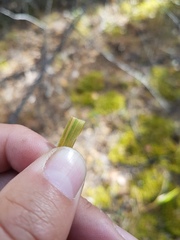 Achnatherum confusum