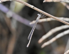 Indolestes tenuissimus