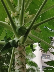 Carica papaya