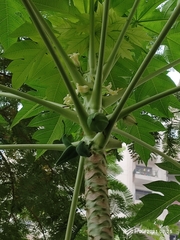 Carica papaya
