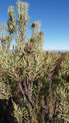 Leucadendron brunioides brunioides
