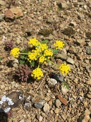 Lomatium sandbergii