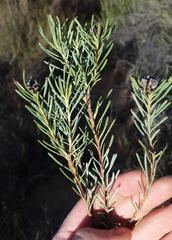 Leucadendron brunioides brunioides