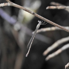 Indolestes tenuissimus