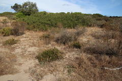 Serruria furcellata