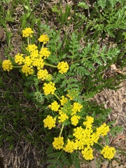 Lomatium sandbergii