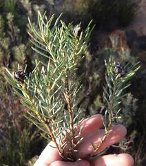 Leucadendron brunioides brunioides