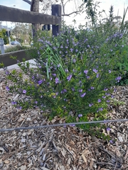 Prostanthera scutellarioides