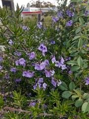 Prostanthera scutellarioides