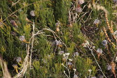 Serruria furcellata