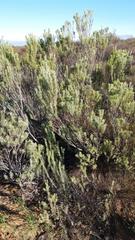 Leucadendron brunioides brunioides