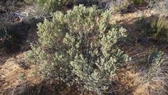 Leucadendron brunioides brunioides