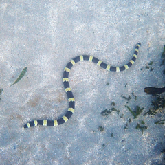 Leiuranus semicinctus