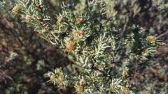 Leucadendron brunioides brunioides