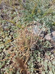 Ephedra dahurica