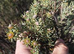 Leucadendron brunioides brunioides