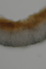Lecanora paddensis