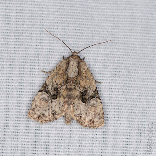 Black-banded Brocade photo 5