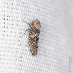 Paraphlepsius collitus