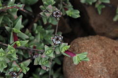 Ruschia putterillii