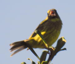 Crithagra scotops scotops