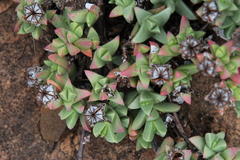 Ruschia putterillii