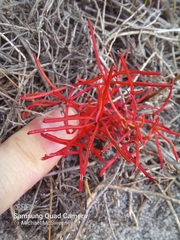 Oxalis polyphylla pentaphylla