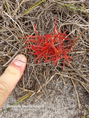 Oxalis polyphylla pentaphylla