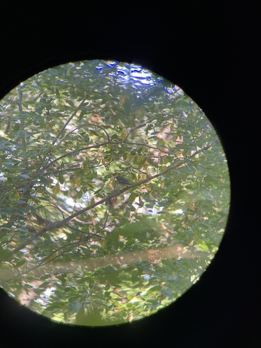 Yellow-rumped Warbler photographed in Wisconsin
