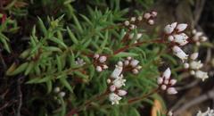 Crassula dependens