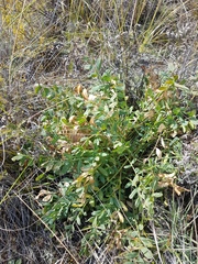 Oxytropis caespitosa