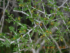 Castela erecta