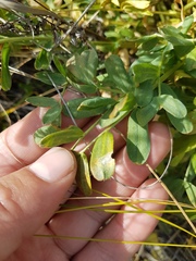 Oxytropis caespitosa