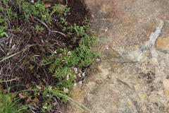 Crassula dependens