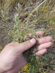 Astragalus melilotoides