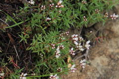 Crassula dependens