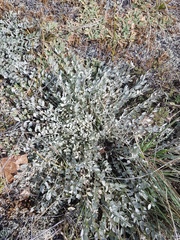 Astragalus scaberrimus