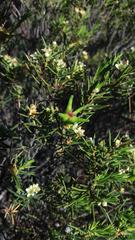 Diosma acmaeophylla