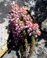 Erica nervata