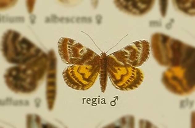 Euclidia regia