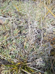 Cymbaria daurica