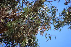 Eucalyptus gomphocephala