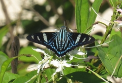 Phocides pigmalion