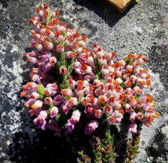 Erica nervata