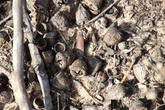 Eucalyptus gomphocephala