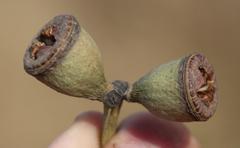 Eucalyptus gomphocephala