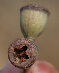 Eucalyptus gomphocephala