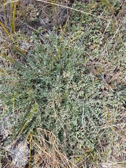 Astragalus scaberrimus